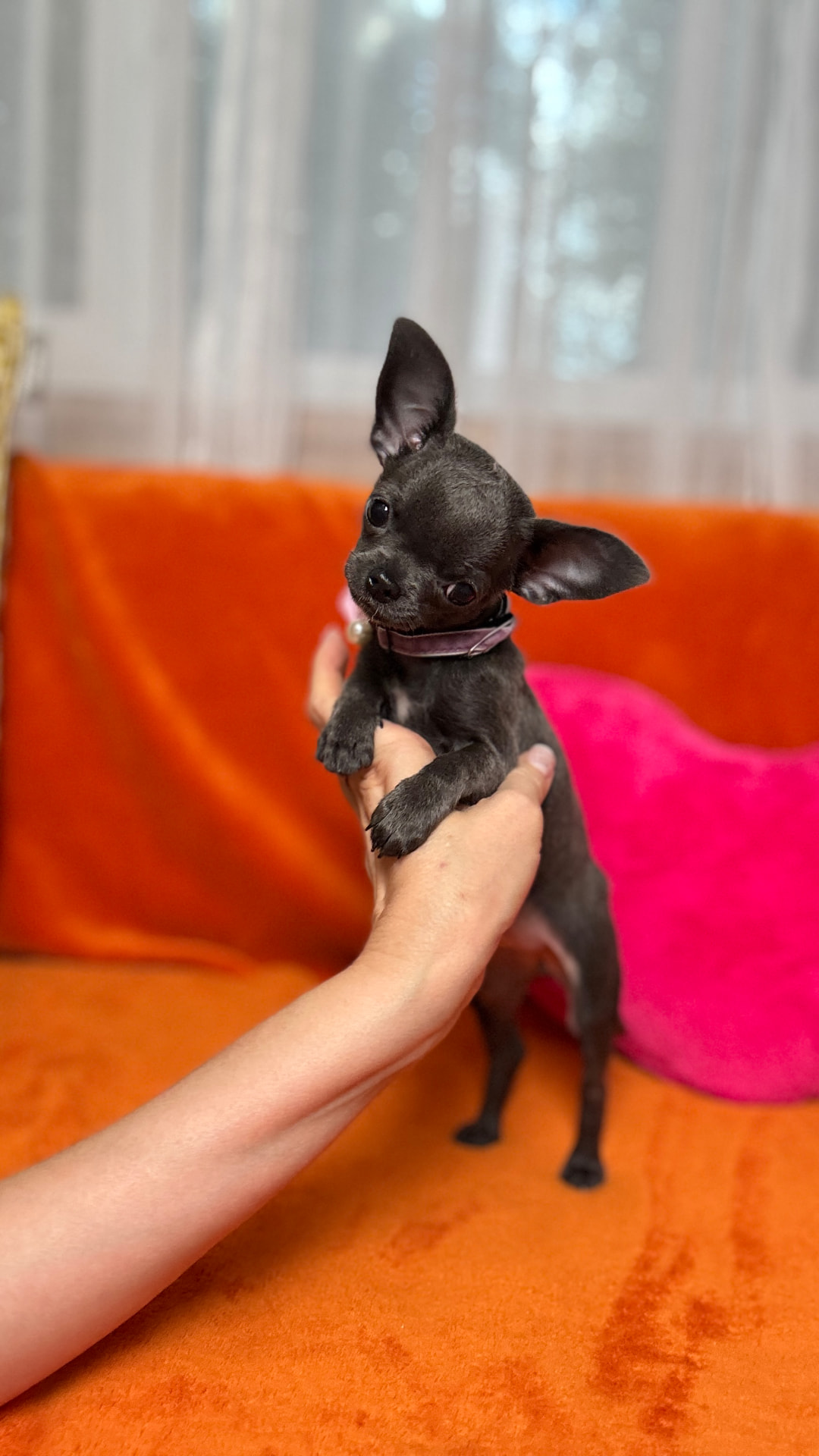 Giselle, teacup chihuahua puppy — photo 9