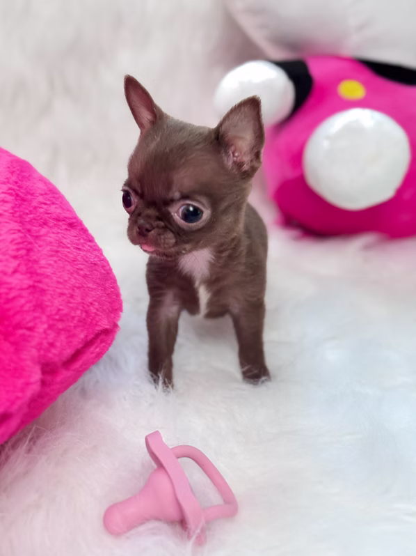 Mia chihuahua puppy 6