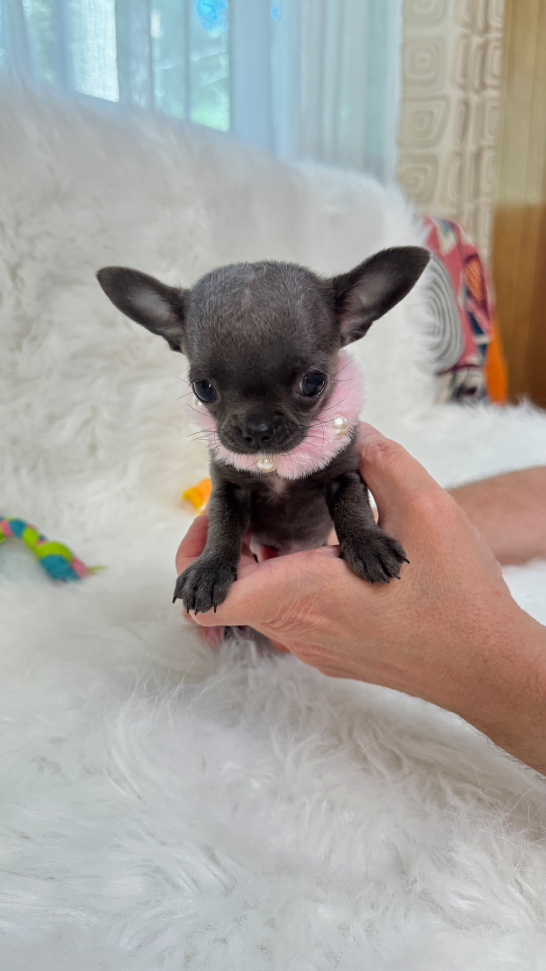 Giselle teacup blue Chihuahua puppy 4