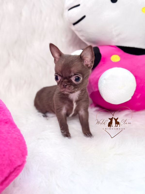 Mia chihuahua puppy portrait