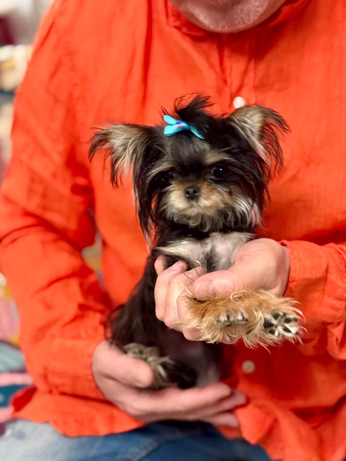 Marsha teacup chihuahua puppy photo 6