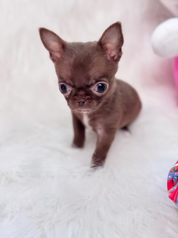 Mia chihuahua puppy 7