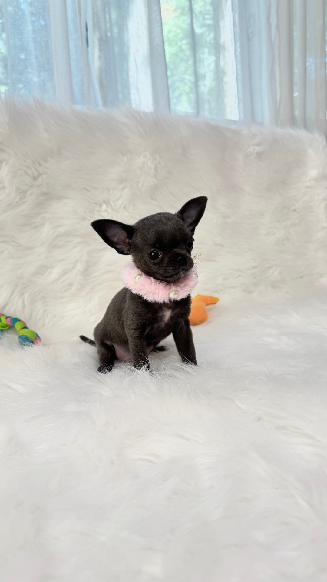 Giselle teacup blue Chihuahua puppy 2