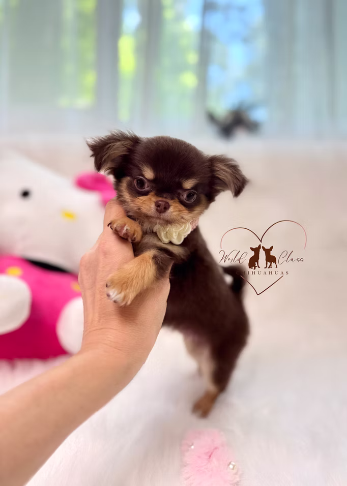 Peanut chihuahua puppy 5