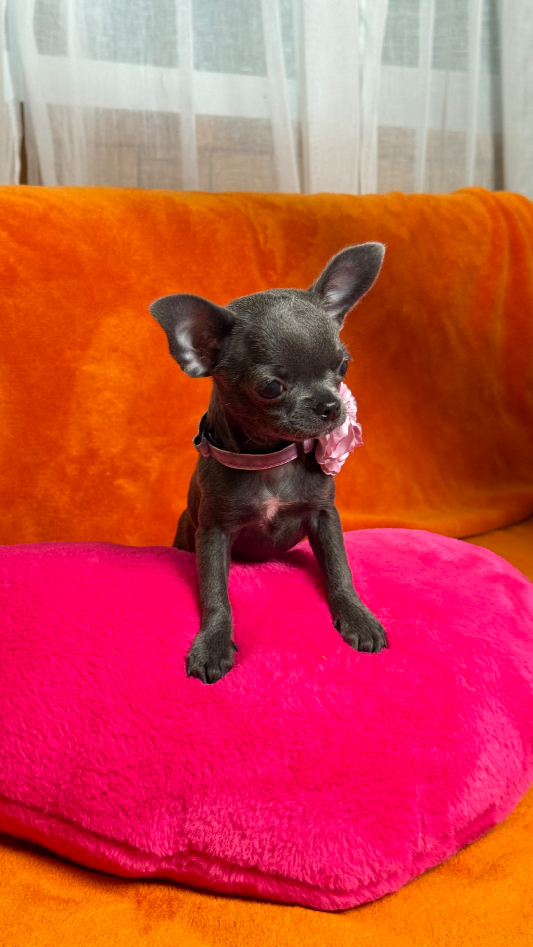 Giselle, teacup chihuahua puppy — photo 2