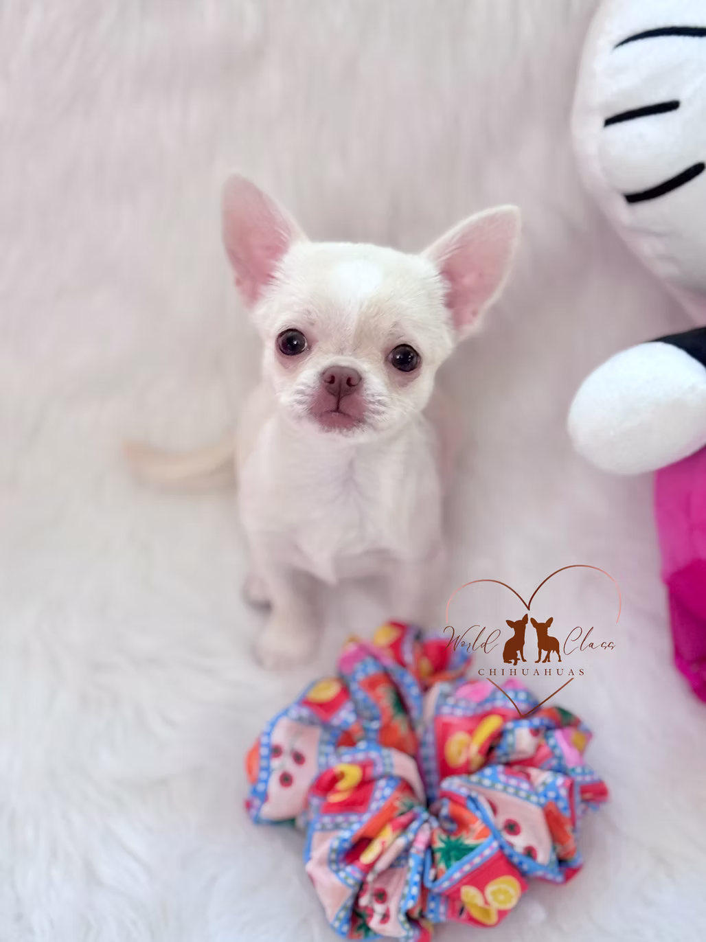 Cloudy chihuahua puppy 3