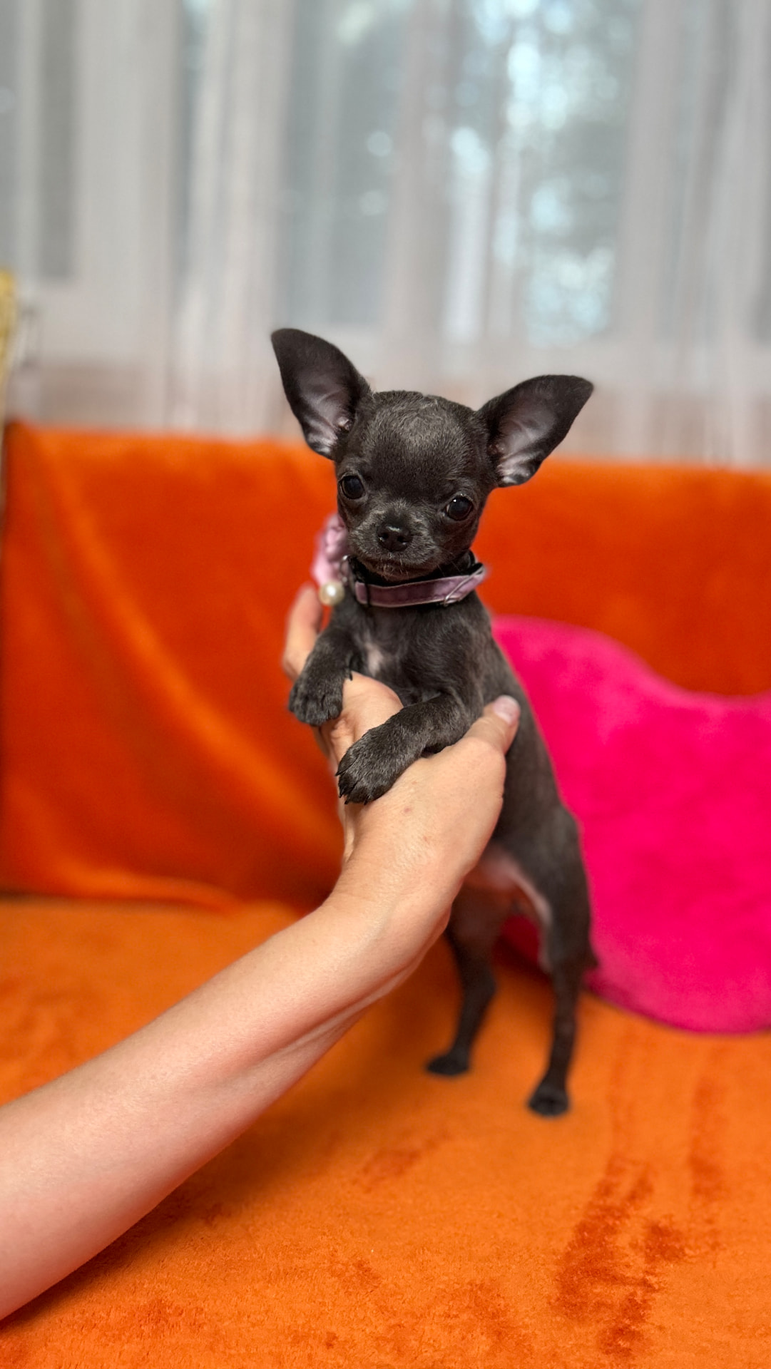 Giselle, teacup chihuahua puppy — photo 10