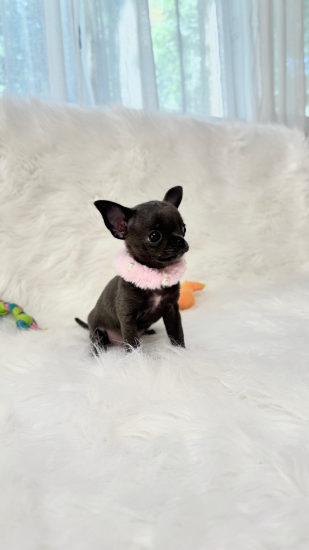 Giselle teacup blue Chihuahua puppy portrait