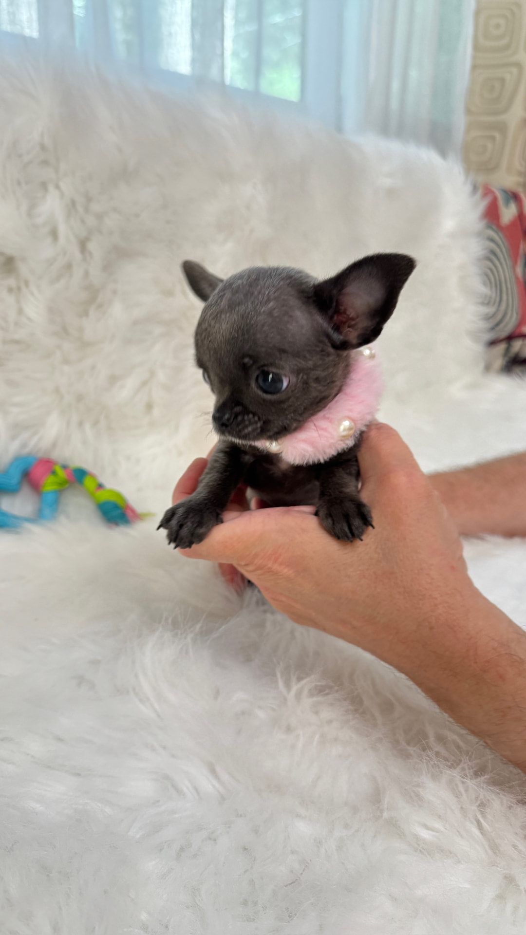 Giselle teacup blue Chihuahua puppy 3