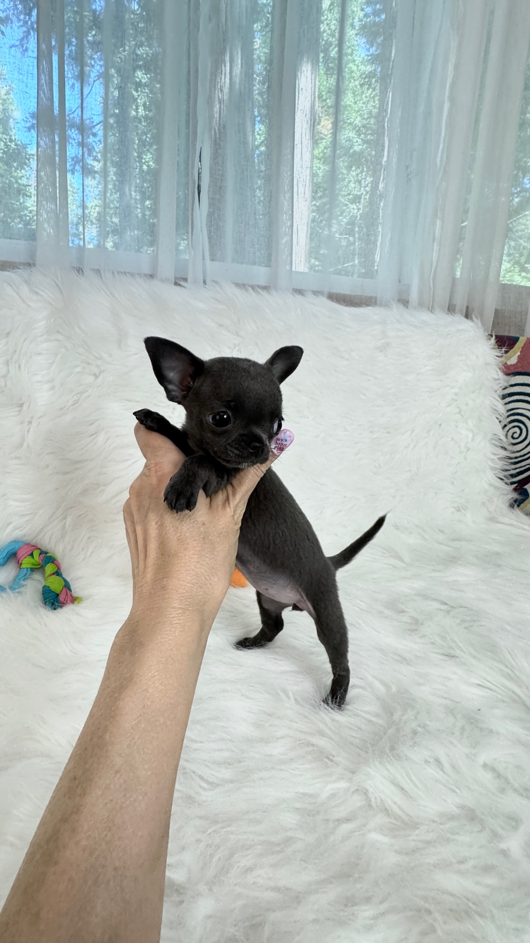 Giselle teacup blue Chihuahua puppy 6