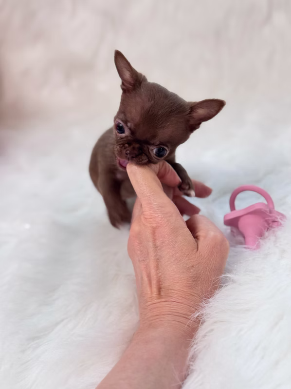 Mia chihuahua puppy 5