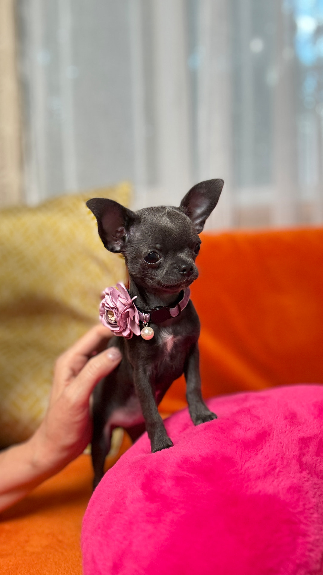 Giselle, teacup chihuahua puppy — photo 6