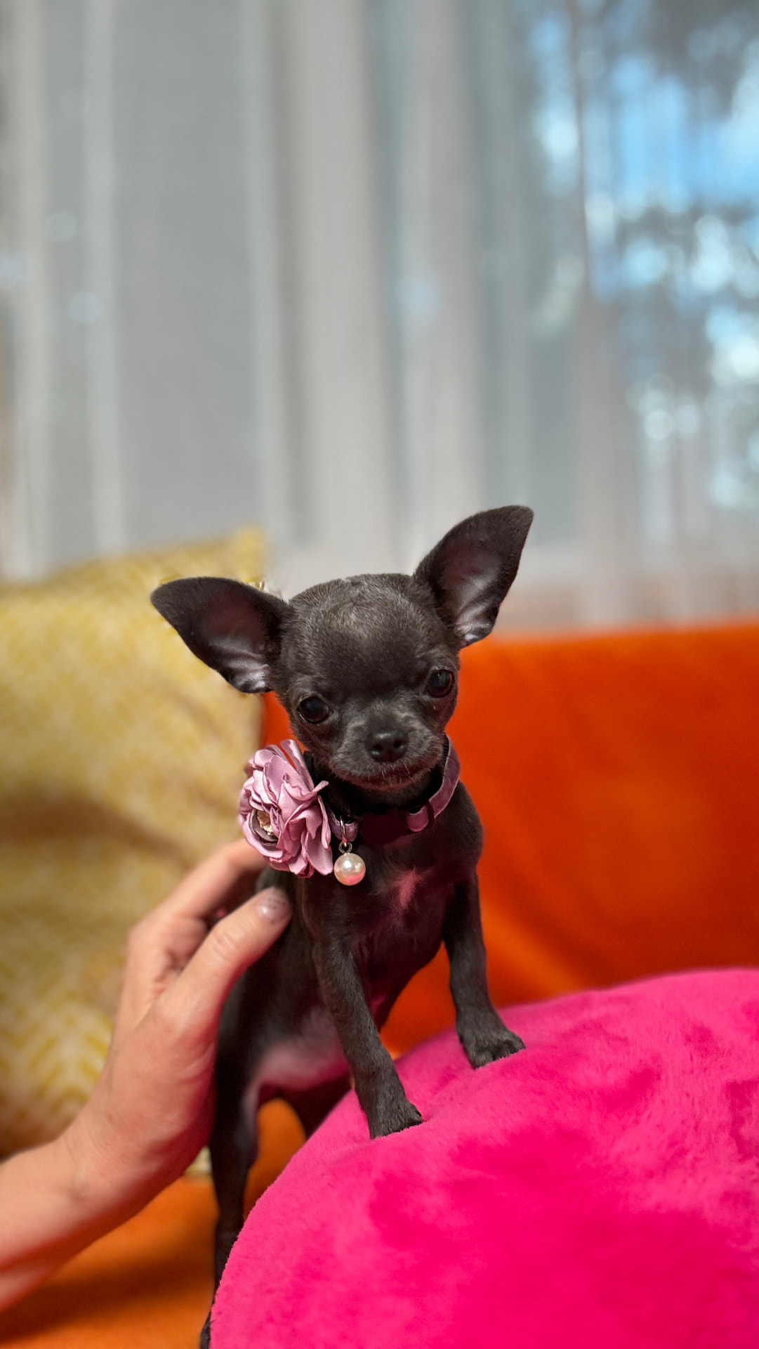 Giselle, teacup chihuahua puppy — photo 5