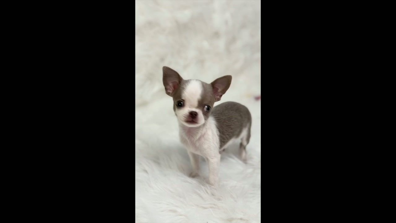 Alice, teacup chihuahua puppy — photo 1