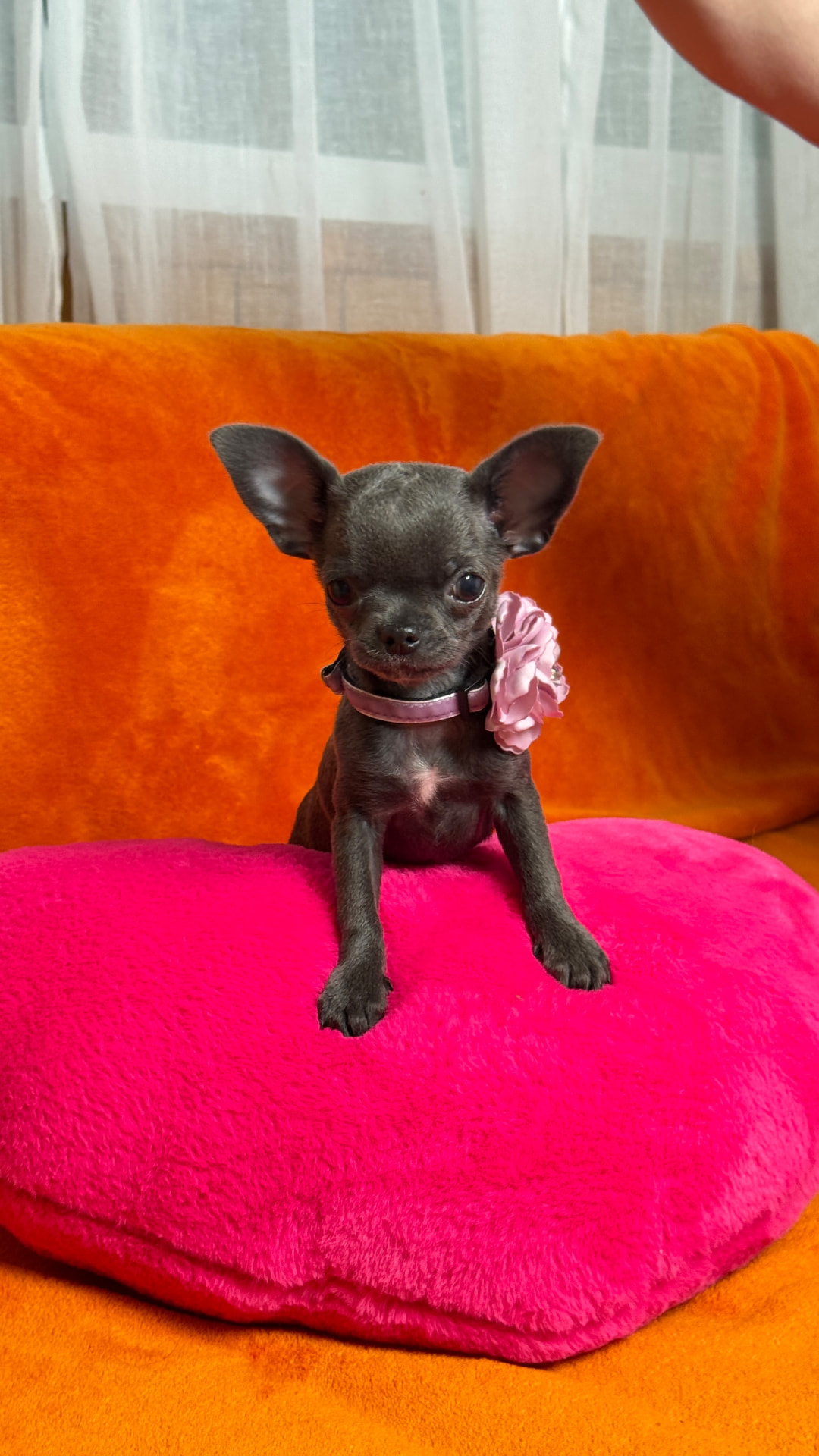 Giselle, teacup chihuahua puppy — photo 3