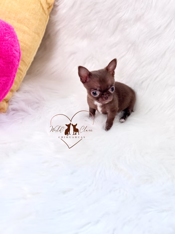 Mia chihuahua puppy 3