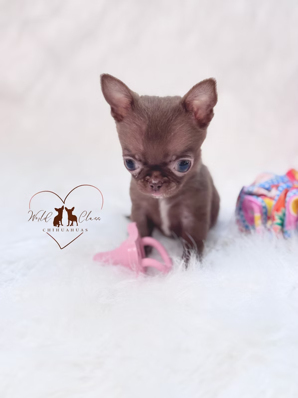 Mia chihuahua puppy 4
