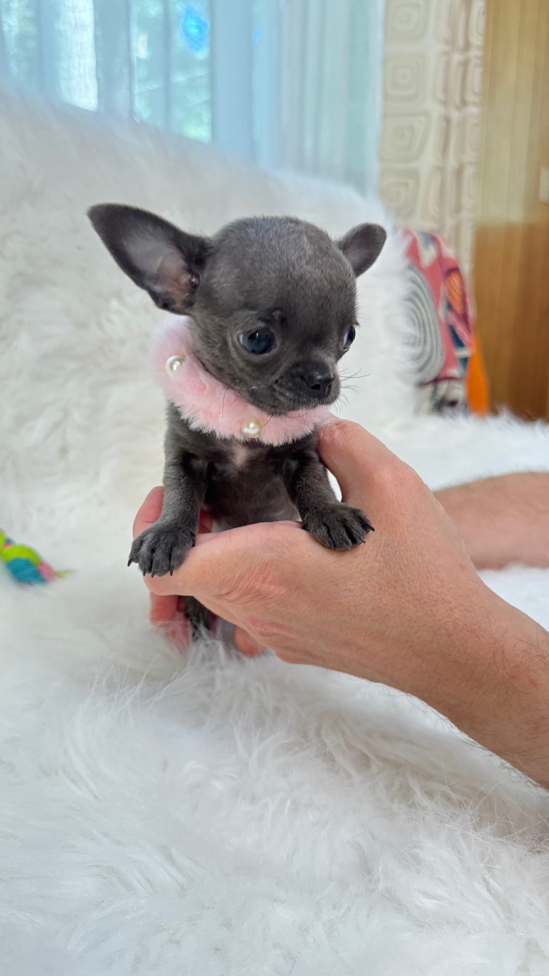 Giselle teacup blue Chihuahua puppy 5