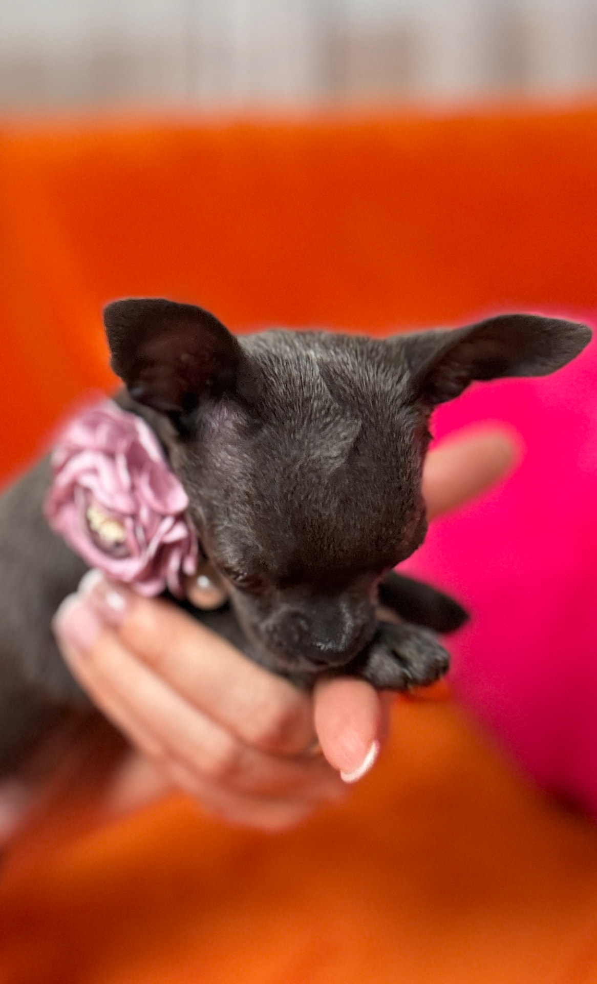 Giselle, teacup chihuahua puppy — photo 8